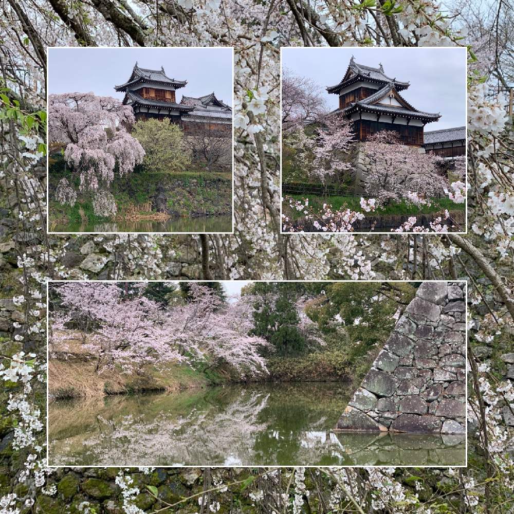 お出かけ先の画像 by Okavangoさん | お出かけ先とさくら サクラ 桜と春・大和路とGSお出かけネットと2020桜フォトコンと三春色と春・萌ゆと思い出の記念写真とWonderful JAPANと城郭・天守閣と桜・もも・ピンク