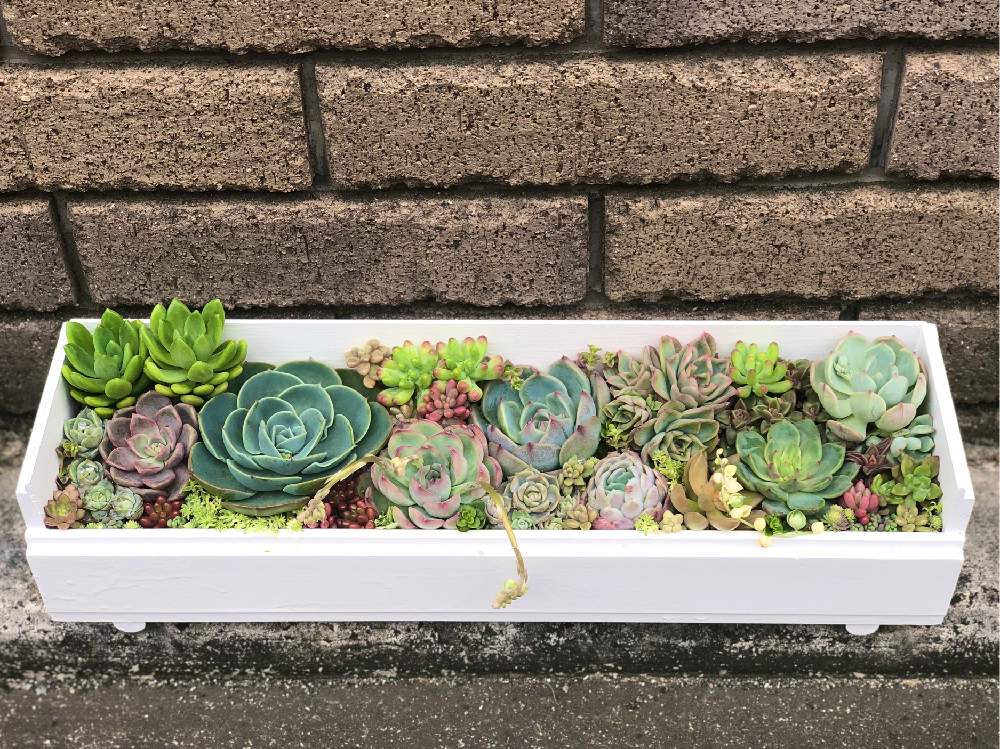 の画像 by じゃいこさん | 多肉植物と多肉大好きと多肉植物寄せ植えと多肉のある暮らしとGSのみなさんに感謝♡と多肉ラボ©と多肉女子とタニラーと多肉初心者とGSは心の癒し