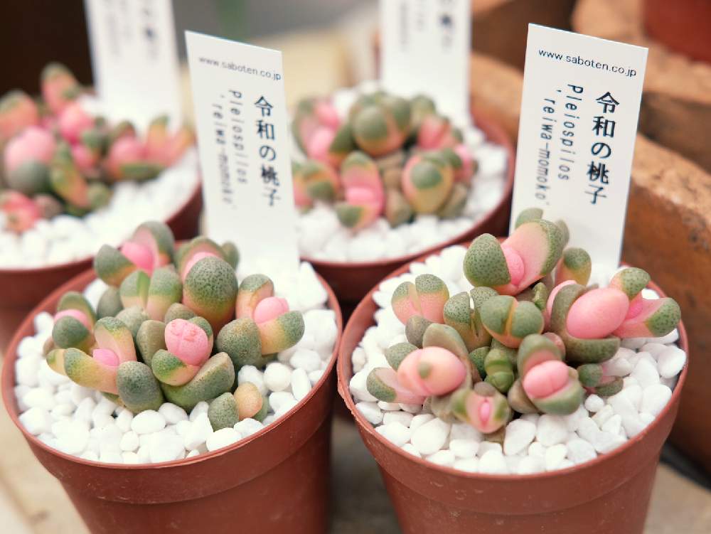 の画像 by Green Terraceさん | 令和の桃子と多肉植物と入荷情報♪と新規入荷とオススメとお知らせと多肉女子とお花屋さん