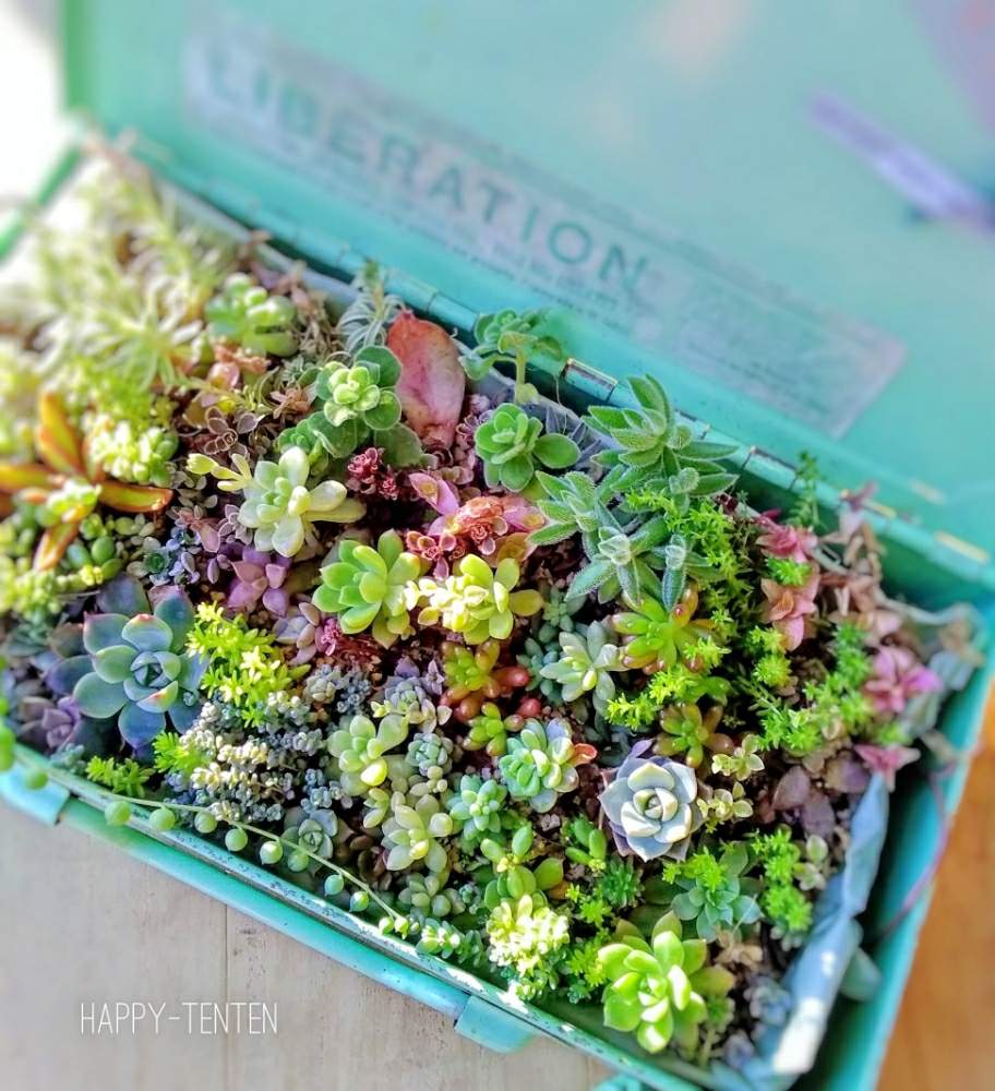 窓辺の画像 by happytentenさん | 窓辺と多肉植物 多肉大好き 癒し 可愛いと多肉植物と多肉大好きと多肉寄せ植えと葉挿しっこ