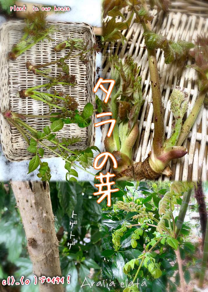 の画像 by kane flowerさん | たらの芽とタラの木とタラの芽じゃないよと中ぐらいの庭と埼玉県と家庭菜園奮闘日記と無農薬有機栽培と無農薬 無化学肥料栽培とタラの芽?