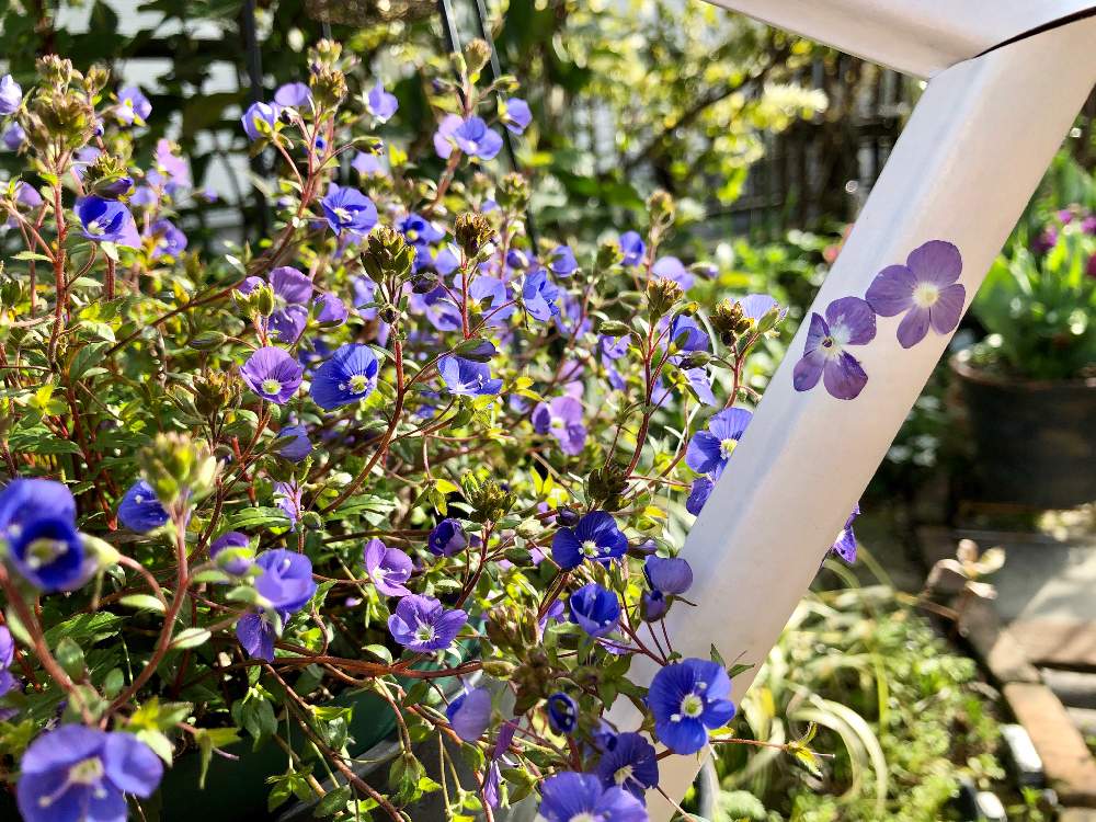 小さな庭の画像 by kayさん | 小さな庭とベロニカ・オックスフォードブルーと花のある暮らしと植中毒
