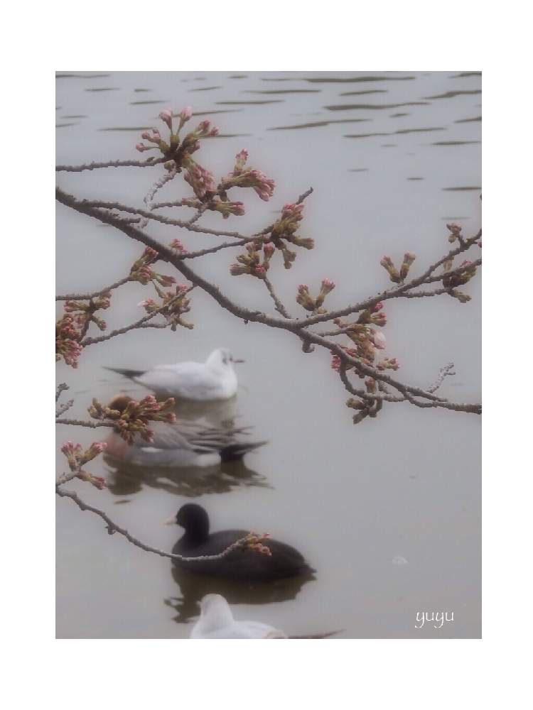お出かけ先の画像 by ゆゆさん | お出かけ先とソメイヨシノとさくら サクラ 桜と2020桜フォトコンと桜祭り2020と季節のお花探しと頑張れ兵庫♡と花のある暮らしと鳥ちゃん追いかけ仲間と癒しの公園と2020年の桜