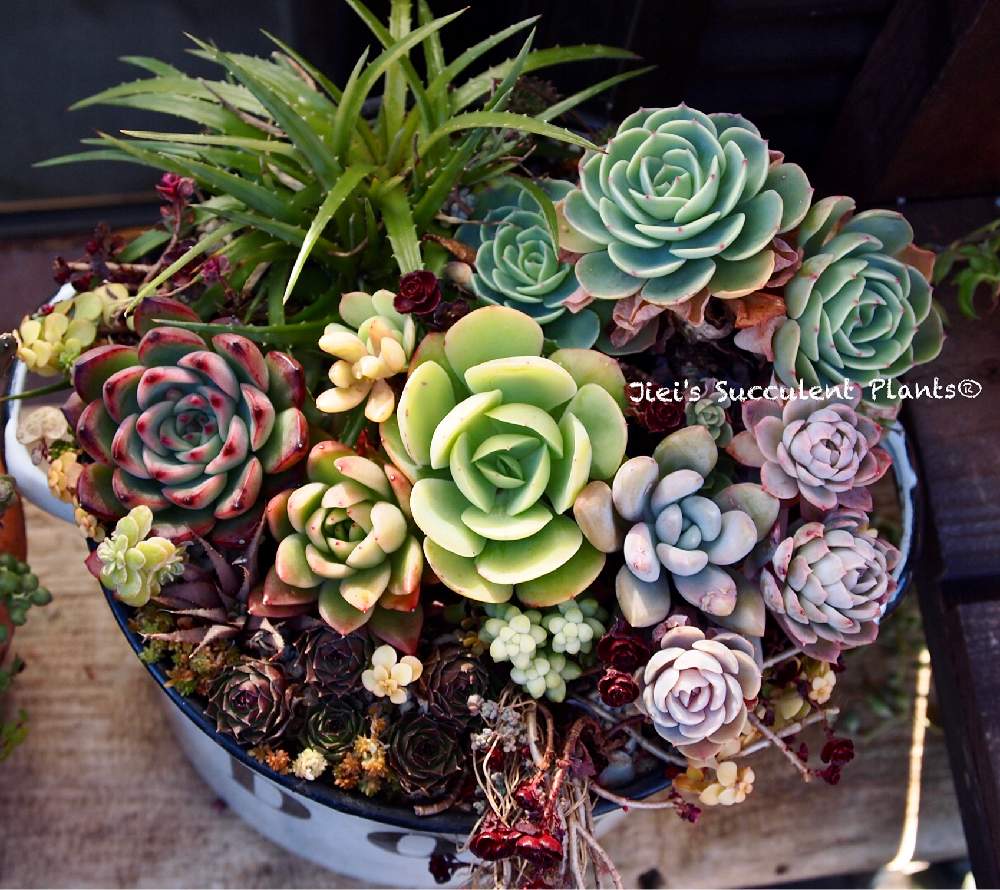 小さな庭の画像 by Jieiさん | 小さな庭と多肉とJiei's Succulent Plantsと多肉植物と多肉男子とボタニカルボーイとJiei's Garden Storyと植物男子と相模原植物男子とJiei's Garden®︎とわが家の多肉スペースとJiei's Container GardenとGS映えと多肉植物のすてきアレンジと植中毒と今日の一枚とJiei's DesignとContainer Gardenと男の寄せ植えとJiei's Echeveria Collection®︎と暴れ多肉とJiei's Sedum®︎とBotanical Boy