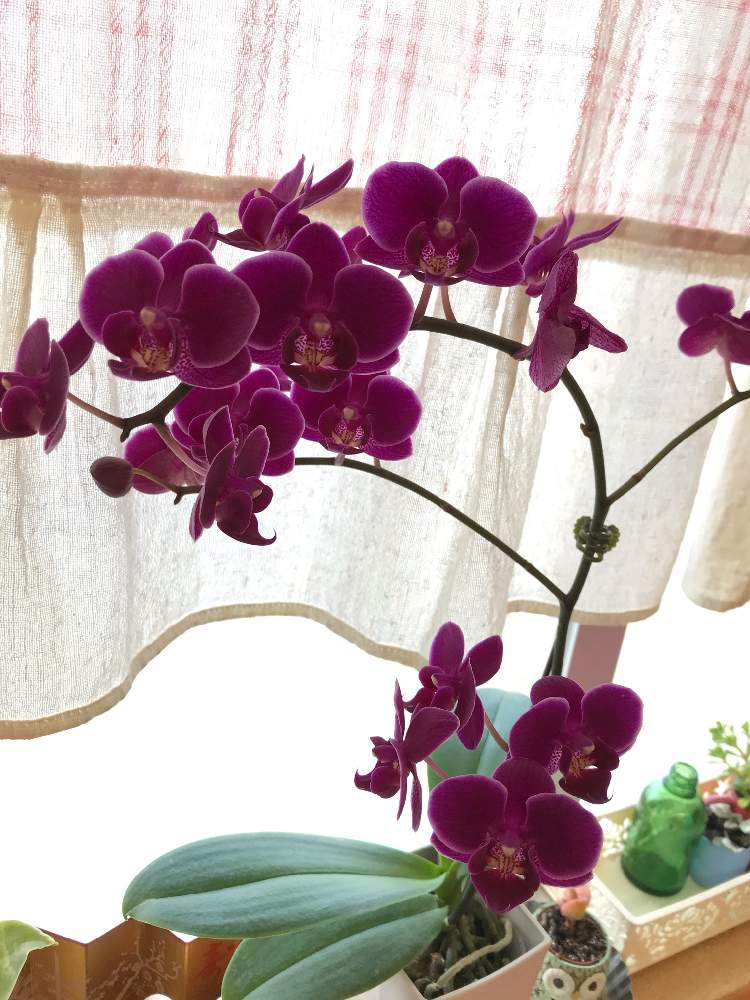 の画像 by bu--bu--chanさん | 癒しとokinawaと沖縄とオキナワと感謝と3月と忙しさの中にもと花のある暮らしとおきなわ