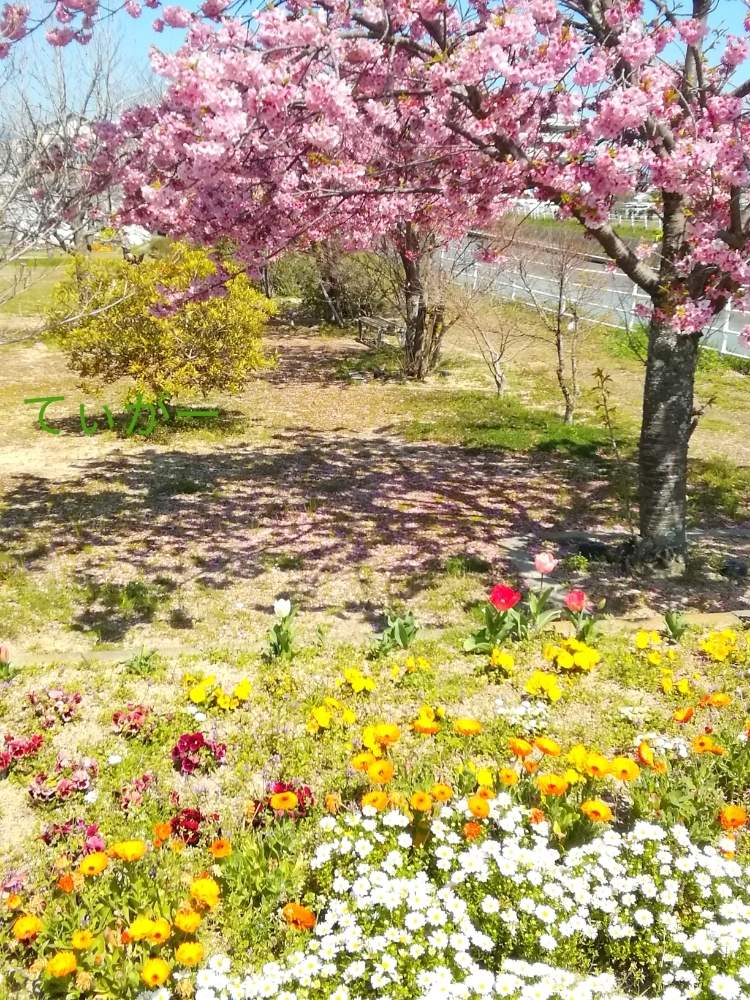 お出かけ先の画像 by ティガーさん | お出かけ先とサクラと2020桜フォトコンと小さなお花が好きとかわいいのが好きとたまには景色もと接写が好きと樹木も好きとシンプルが好きと植物好きと面白い形と花のある暮らしとカラフルが好き