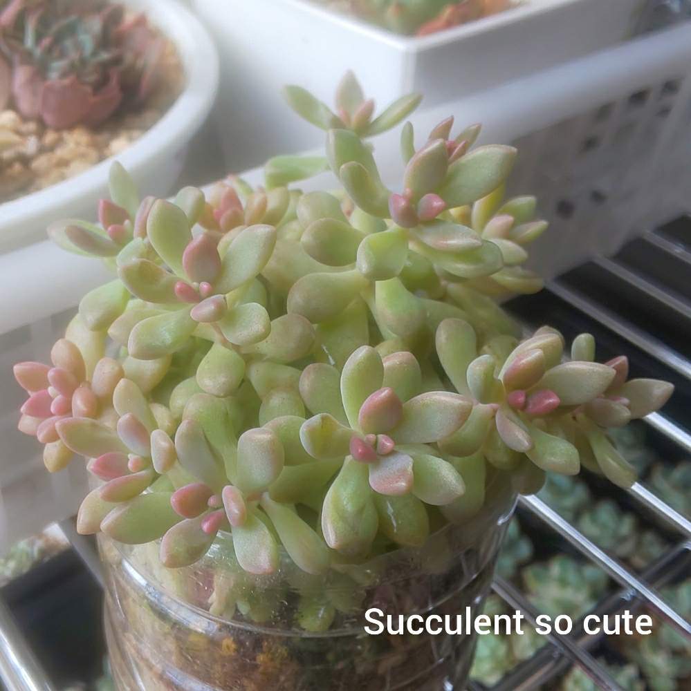 エントランスの画像 by Succulent so cute ♥さん | エントランスとフルチコーサムとFluticosumとcute ♥️ グラペタとグラプトペタルム属とcute ♥️ フルチコーサムとチーム大阪とno green no lifeとお気に入り~✴️と春の多肉ちゃんとスマホ撮影加工なしとsucculent so cute ♥️とチームグリーンとgreenと多肉ちゃん丼とSucculent Lifeとenjoy botanical life ♥️とso cute garden ♥️とGS萌え~✴️と多肉コレクション♥と葉っぱlove♥とsucculentとsucculent love ♥