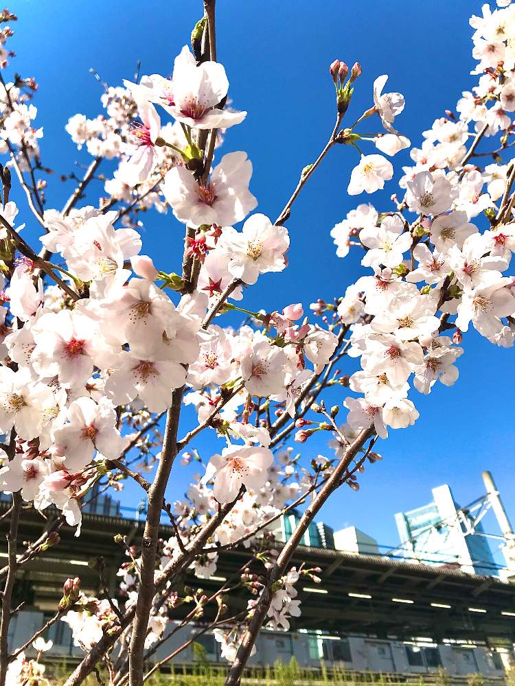 アプローチの画像 by TIさん | アプローチとソメイヨシノとちょいとコーヒーブレイクと2020桜フォトコン