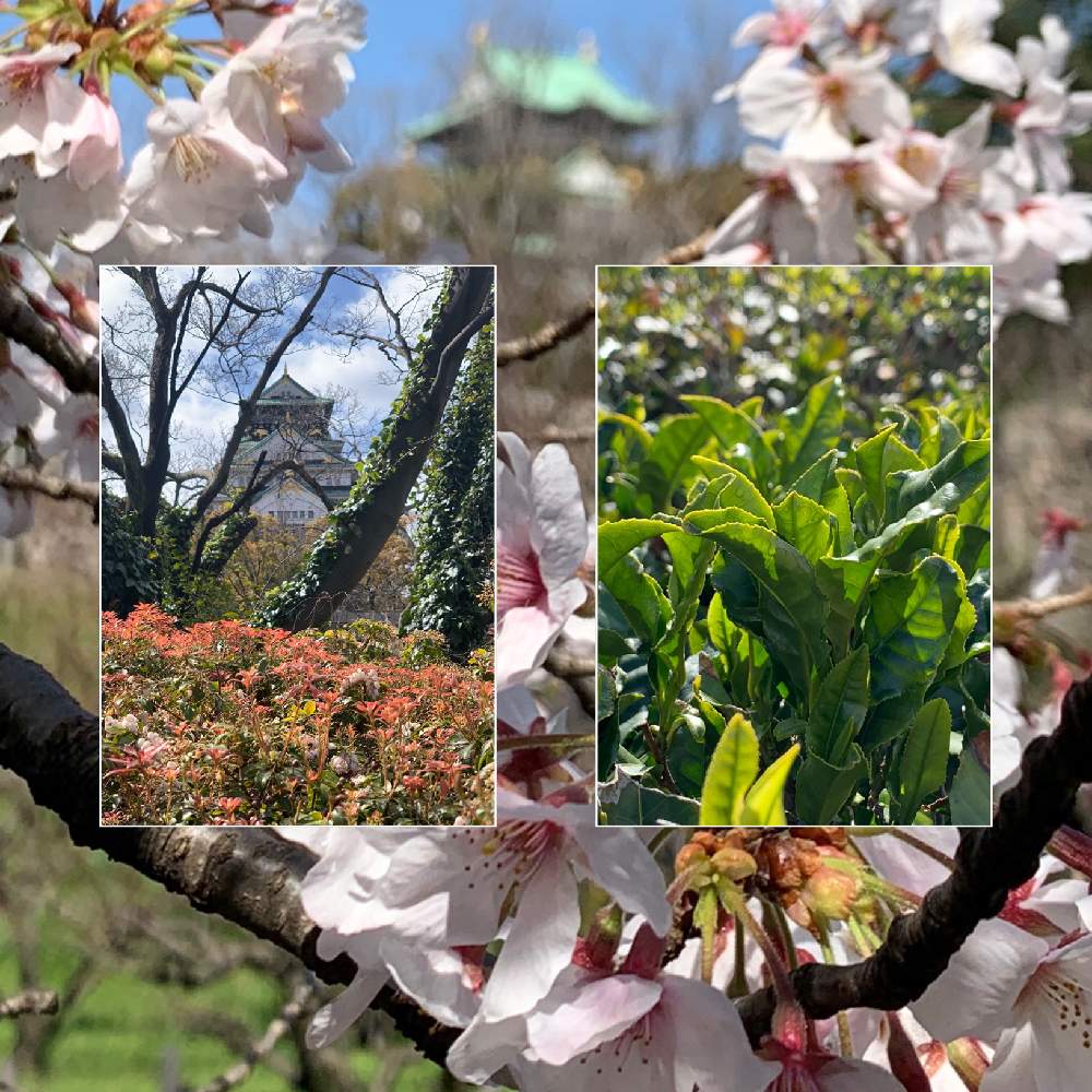 お出かけ先の画像 by Okavangoさん | お出かけ先と茶の木とさくら サクラ 桜と馬酔木(あせび・あしび)と大阪城公園の四季と春・OSAKAと春・萌ゆとWonderful JAPANと城郭・天守閣と大坂城