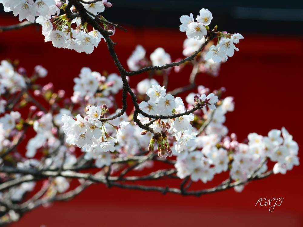 お出かけ先の画像 by PONJIさん | お出かけ先とMyアルバムと岐阜*大垣と2020桜フォトコンと桜 ソメイヨシノとお気に入りと大垣・水門川と岐阜・大垣と住吉橋と花のある暮らしと水門川と四季の路