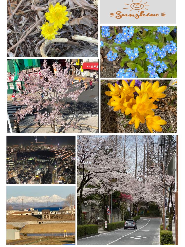 お出かけ先の画像 by ロンちゃんさん | お出かけ先と忘れなぐさと好きな花と2020東京花見旅行と北海道の主峰旭岳とGS日和と北海道に来て下さいと庭で咲く花と北海道は元気です。とiPhone 11PROで撮影と花のある暮らしと北海道ラブ