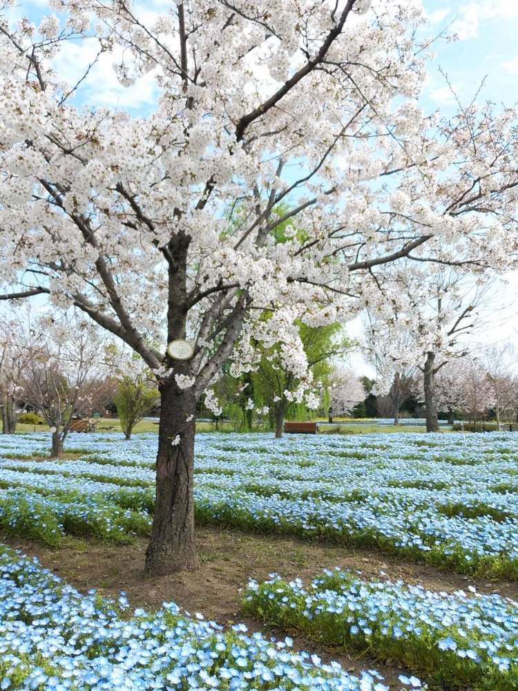 お出かけ先の画像 by 山茶花さん | お出かけ先と花のある暮らしとお花見散歩と青い花花マニアとチーム・ブルーと青い春2020とチーム・ブルーNO.38と ネモフィラ
