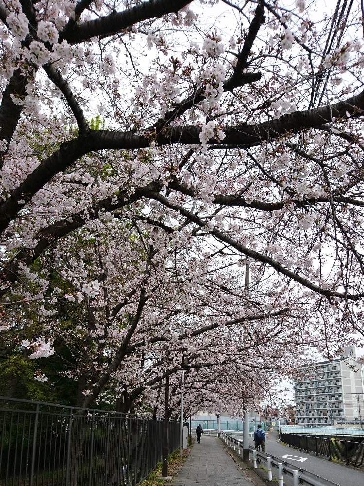お出かけ先の画像 by まっさんさん | お出かけ先と桜 さくらと2020桜フォトコン