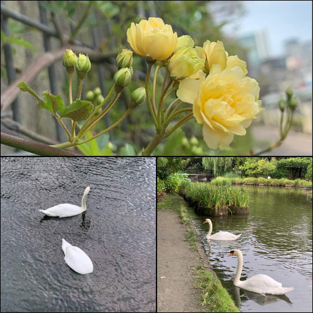 お出かけ先の画像 by Okavangoさん | お出かけ先とモッコウバラと春・OSAKAと思い出の記念写真と春・萌ゆと薔薇♪とばら バラ 薔薇と薔薇愛同盟と1/100万本の薔薇