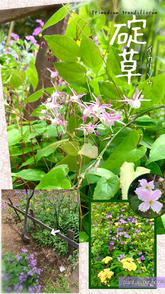 の画像 by kane flowerさん | クレマチスとムラサキハナナとモッコウバラとイカリソウと中ぐらいの庭と埼玉県と花のある暮らしと無農薬有機栽培と無農薬 無化学肥料栽培