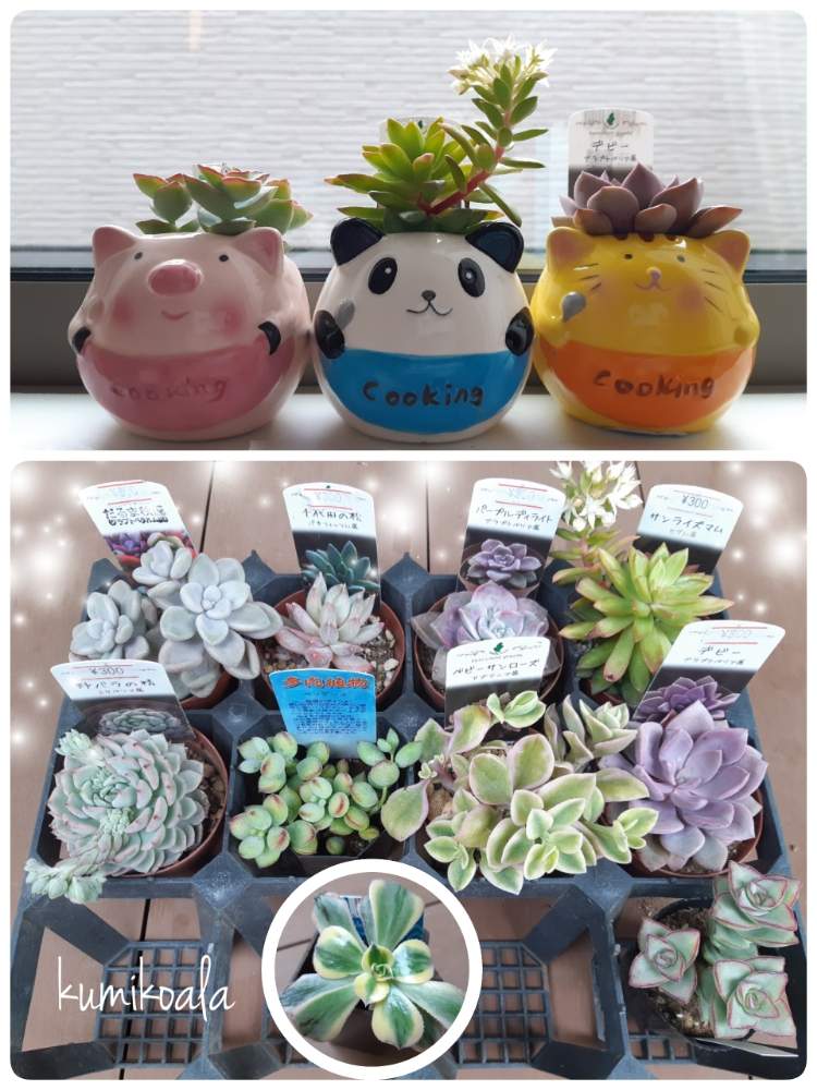 部屋の画像 by kumikoalaさん | 部屋と多肉中毒と多肉植物と戦利品と植物のある暮らしと多肉・デビーとボタニカルライフとダイソー多肉と癒しとGS映えとかわいいな♪と植中毒と多肉女子とお迎え❤︎と星の王子 クラッスラと花のある暮らしと多肉寄せ植えとサンライズマム セダム属と多肉初心者と記録用
