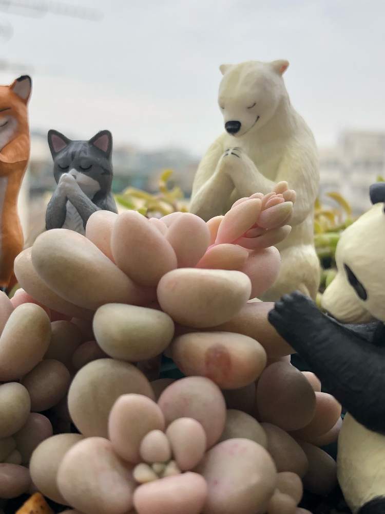 バルコニー/ベランダの画像 by えるさん | バルコニー/ベランダとだるま秀麗と多肉植物と観察日記とGSのみなさんに感謝♡と育てやすい多肉植物とピンクパンダー祭と見てくださってありがとうございます♡とサキソラ