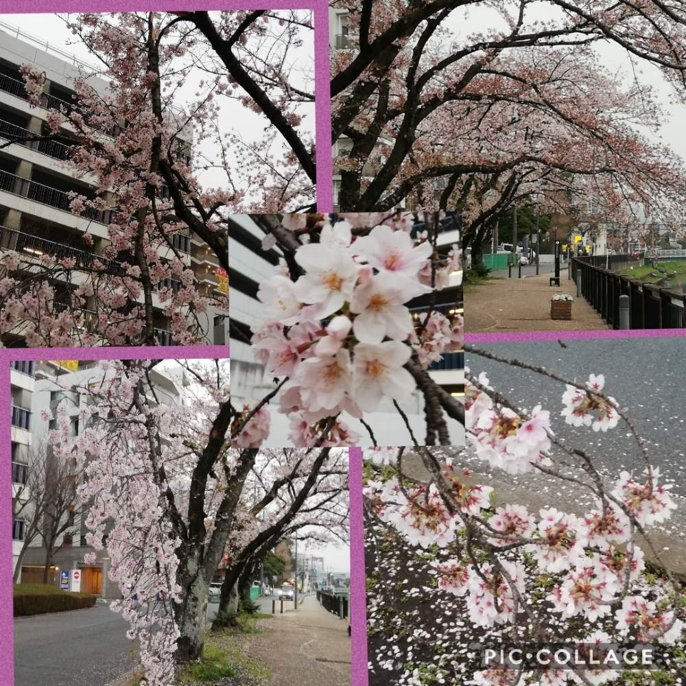 お出かけ先の画像 by リリーさん | お出かけ先と癒やされると春日部の桜とピンクの花と優しい花と春色の花と咲き乱れてと爽やかと花のある暮らしと桜さく