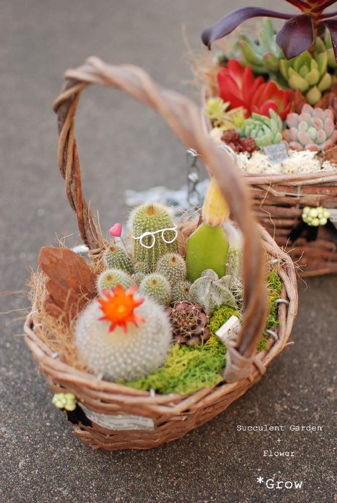 エクステリアの画像 by mayuly (*Grow) さん | エクステリアと多肉植物と福井県とサボテン科と寄せ植えと多肉植物販売と今日の一枚と*Growと多肉女子と北陸タニラー