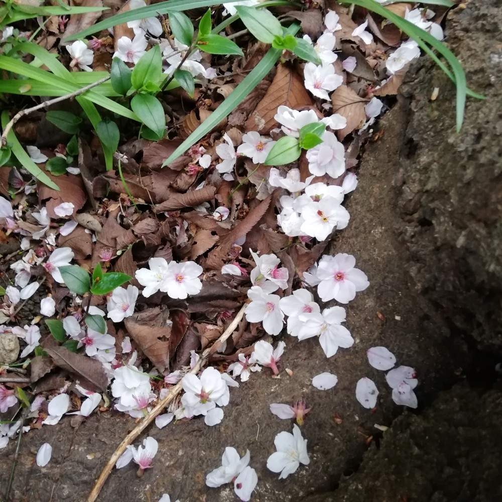 お出かけ先の画像 by リリーさん | お出かけ先と癒やされると2020桜フォトコンと春日部の桜とピンクの花と優しい花と春色の花と桜散ると爽やかと花のある暮らしと桜さく