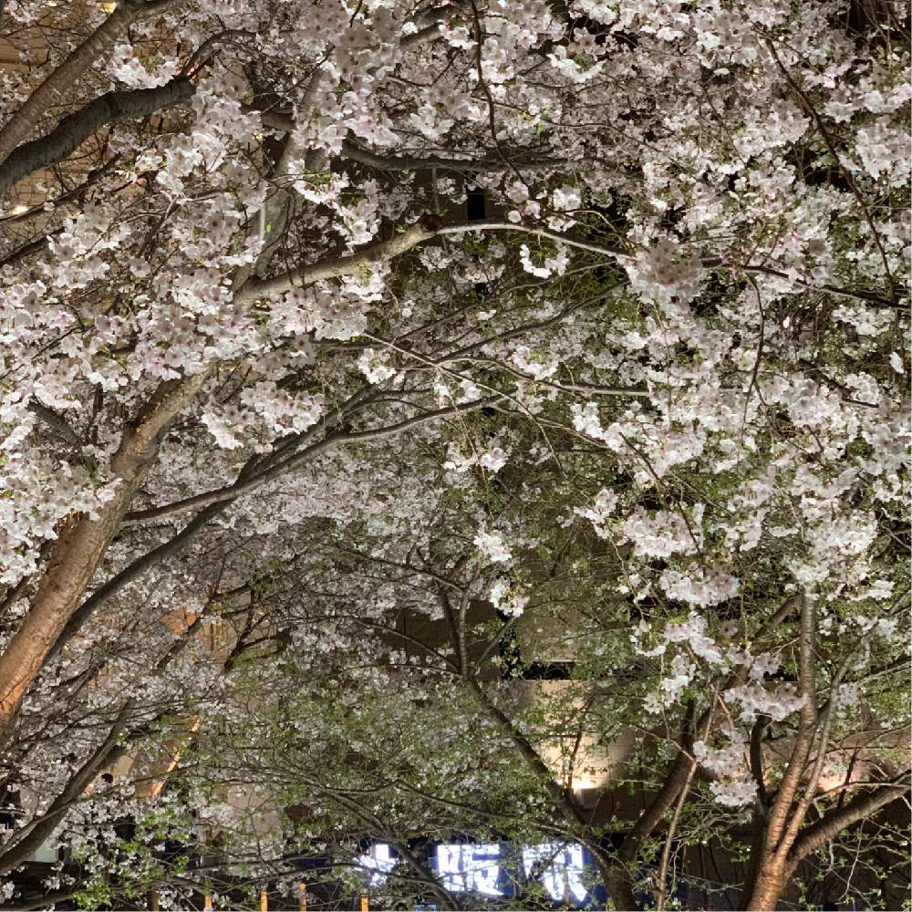 お出かけ先の画像 by Okavangoさん | お出かけ先とさくら サクラ 桜とGSお出かけネットと2020桜フォトコンと三春色と春・OSAKAと春・萌ゆとWonderful JAPANと桜・もも・ピンク