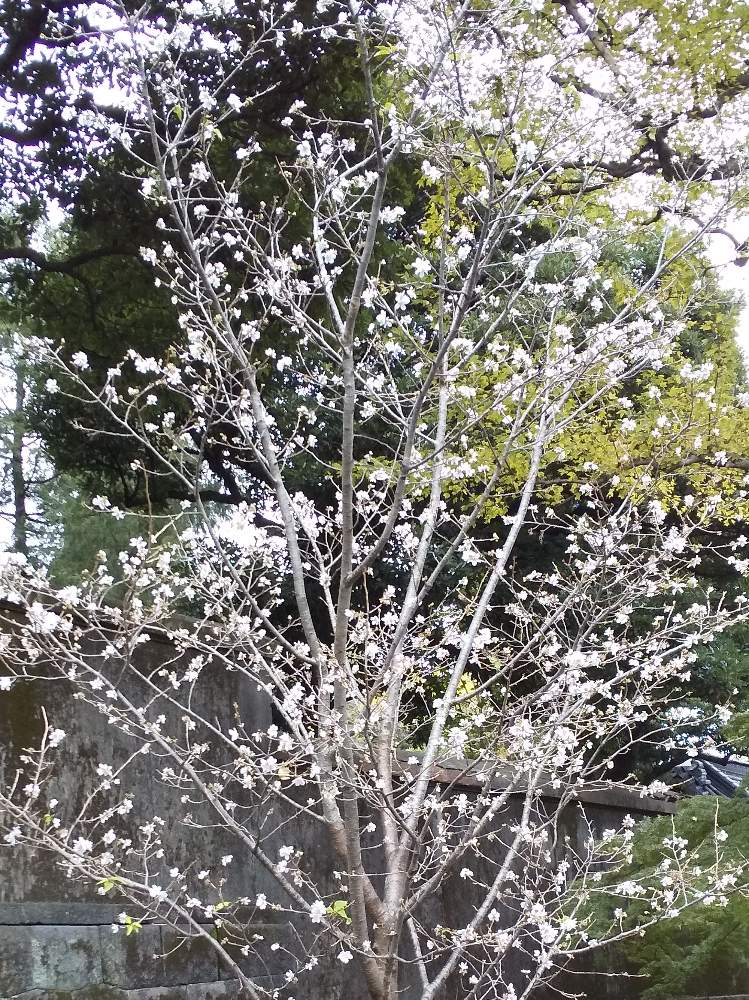 お出かけ先の画像 by 欄さん | お出かけ先と皇居の桜と冬桜