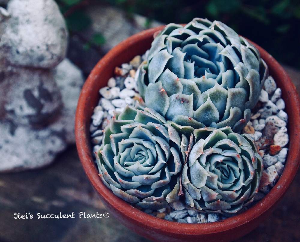 小さな庭の画像 by Jieiさん | 小さな庭と多肉とJiei's Succulent Plantsと多肉植物と多肉男子とボタニカルボーイとJiei's Garden Storyと植物男子と相模原植物男子とJiei's Garden®︎とわが家の多肉スペースとJiei's Container GardenとGS映えと多肉植物のすてきアレンジとJiei's Decorationと植中毒と今日の一枚とJiei's DesignとJiei's CollectionとJiei's Echeveria Collection®︎と珍奇植物とJiei's Share Happiness®︎とBotanical Boy