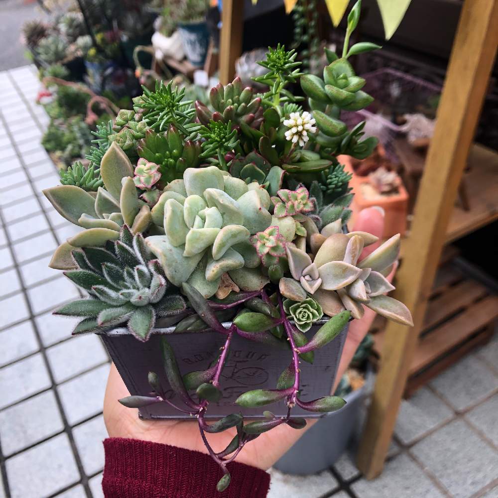 玄関の画像 by chococo1127さん | 玄関と多肉植物と紅葉する多肉と今日の多肉さんとGSミニモニ。と多肉ラボ©と多肉女子とchococo寄せ植えとchococo多肉とタニラー初心者タニラーと多肉初心者
