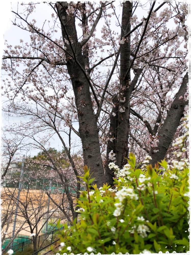 お出かけ先の画像 by オリーブママちゃんさん | お出かけ先と楽しい空間でホット一息♡と2020桜フォトコンと癒しを求めてとさくらさくら咲け咲けさくらとオリーブママちゃんの観察日記と大学の桜とほっこり♡と大切な癒しとGS映えとno green no lifeとGSの皆さんに感謝❣️とハーブのある暮らしと花のある暮らしとGS皆様ありがとうとGREEN UP!と楽しい時間とこんな時こそ花をと今は動植物こそ、心の癒し