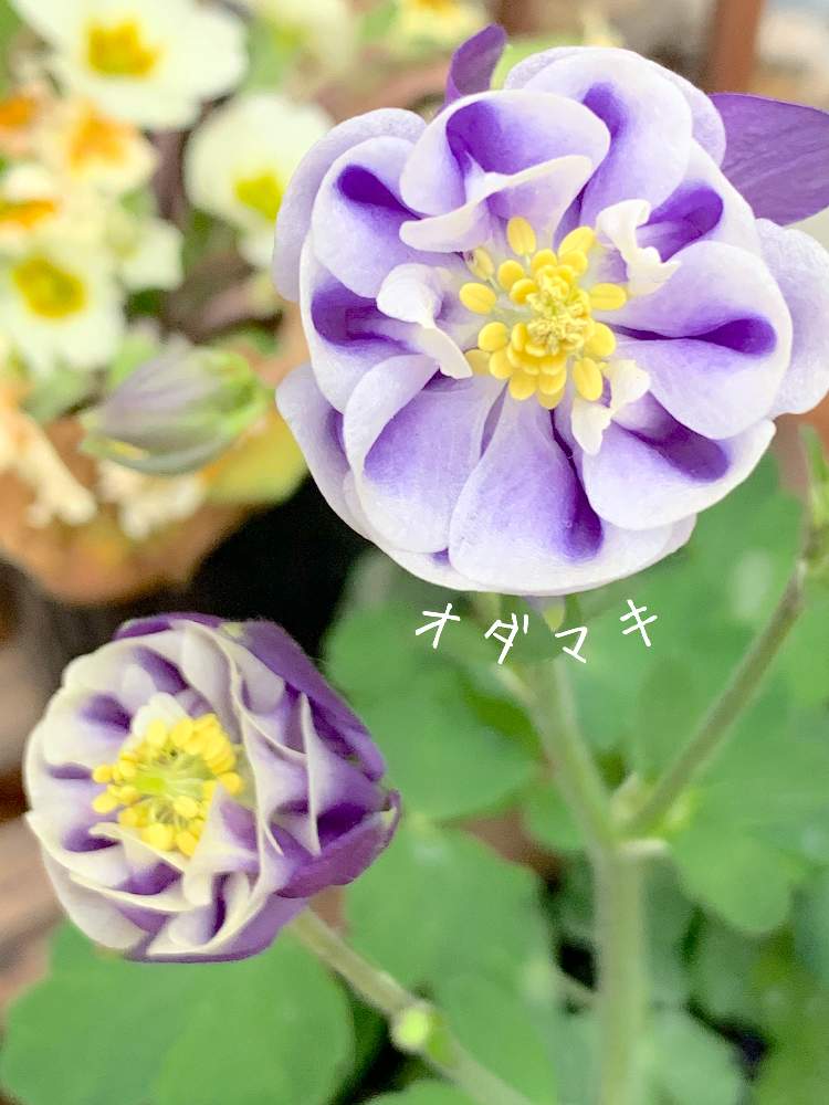 小さな庭の画像 by おすしさん | 小さな庭と癒しと植物中毒と朝が好きと花のある暮らしとオダマキの花とタニク初心者
