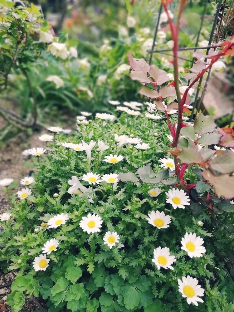 小さな庭の画像 by 律さん | 小さな庭とお花大好き♡とバラと夢CLUBと白いお花とオリンピックのサルビアを救いたいとガーデニングと花のある暮らし
