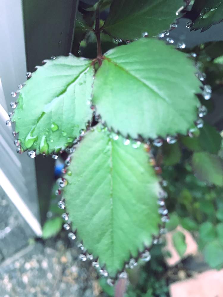 小さな庭の画像 by マライカさん | 小さな庭と雨の朝と雨のしずくと花のある生活と今日のお花と生きる喜びと花のある暮らしとバラ・ミニバラ