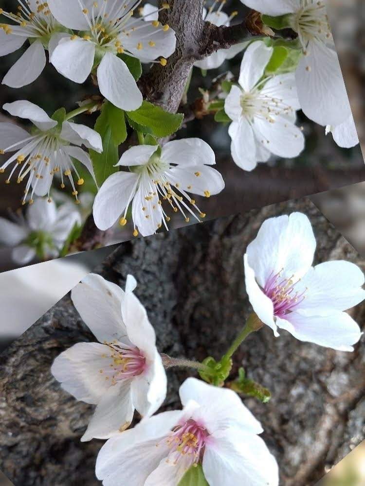 小さな庭の画像 by utataneさん | 小さな庭と桜「染井吉野」とプルーン スタンレー の花と好きだな~と神奈川と新型コロナウィルスに負けるなとCovid-19 制圧! 終息!と家庭果樹と食べれるものが好きとオリンピックのサルビアを救いたいと花のある暮らし