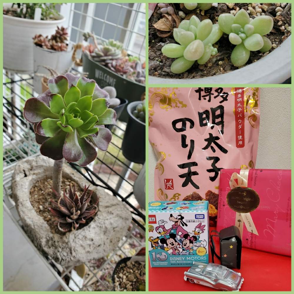 バルコニー/ベランダの画像 by タイヨウさん | バルコニー/ベランダとHTCと多肉大好きと多肉女子とタニラーとたにおたくらぶ