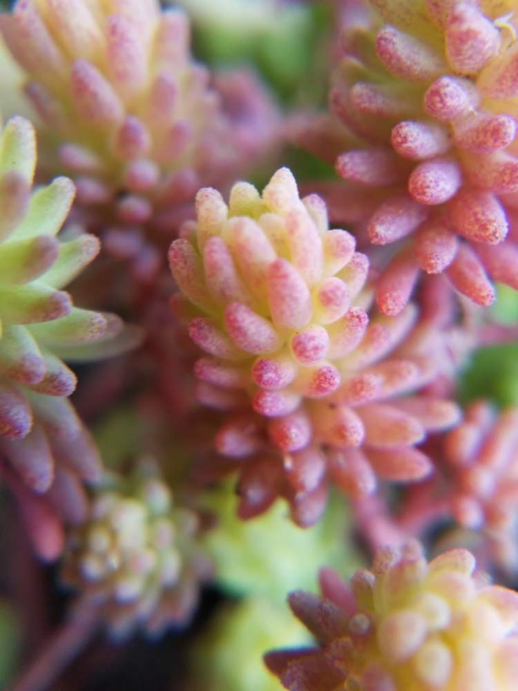 エクステリアの画像 by はははさん | エクステリアと多肉屋敷とセダム属と多肉植物と観葉植物と紅葉多肉と斑入り パリダムと群生派