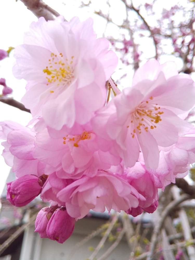広い庭の画像 by たまごさん | 広い庭としだれ桜とピンクの花とおおひら歴史民俗資料館と八重咲きと庭木と綺麗な花と花のある暮らしと淡いピンクとかわいい花と2020桜フォトコン