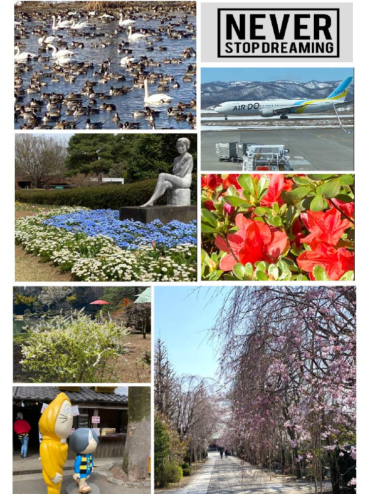 お出かけ先の画像 by ロンちゃんさん | お出かけ先と久留米ツツジと好きな花と2020東京花見旅行とGS日和と北海道に来て下さいと北海道は元気です。とiPhone 11PROで撮影とオオハクチョウが飛来する永山新川と花のある暮らしと北海道ラブ