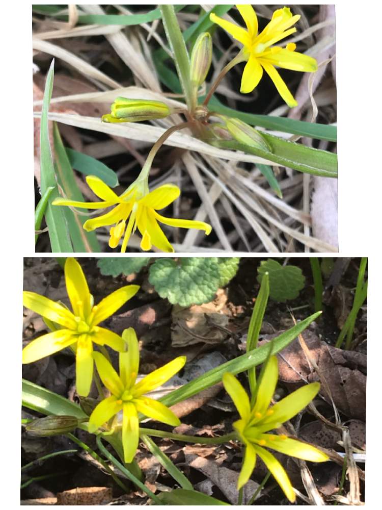広い庭の画像 by アボガドさん | 広い庭とキバナノアマナと山野草と花のある暮らしと早春の花