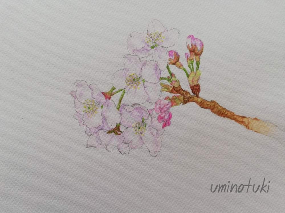 部屋の画像 by 海の月さん | 部屋とソメイヨシノと千葉県と透明水彩画と2020桜フォトコン
