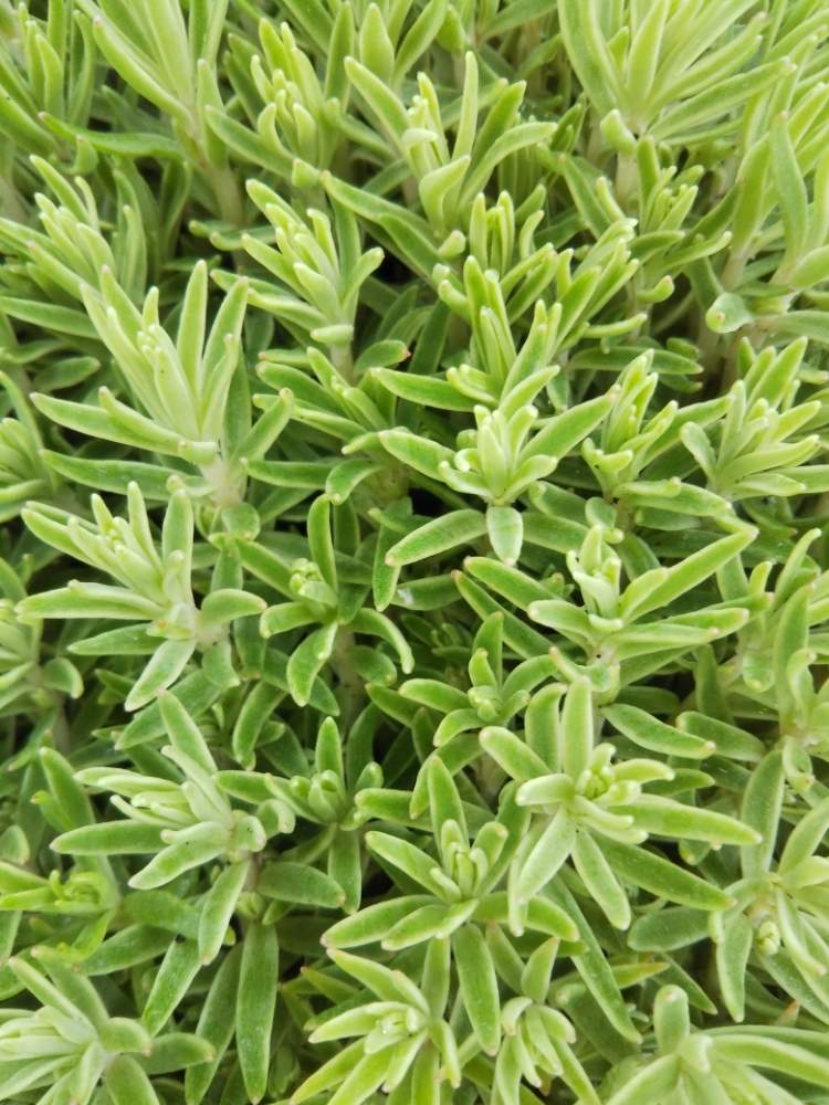 エクステリアの画像 by はははさん | エクステリアと多肉屋敷とセダム属と多肉植物と観葉植物と 覆輪万年草と 姫笹とリネアレバリエガータ・と花のある暮らしと群生派