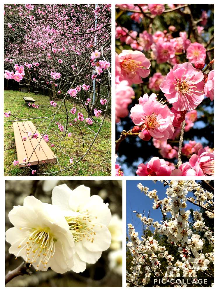 お出かけ先の画像 by 楓さん | お出かけ先と梅の花とキュンキュン乙女倶楽部と植物のある暮らしと癒しとGS映えとGS日和ときれいと花のある暮らしとかわいいな♡とキュンキュン乙女倶楽部No.134