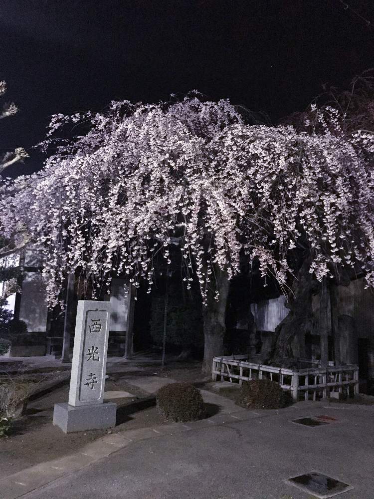 お出かけ先の画像 by ミムさん | お出かけ先としだれ桜と2020桜フォトコン