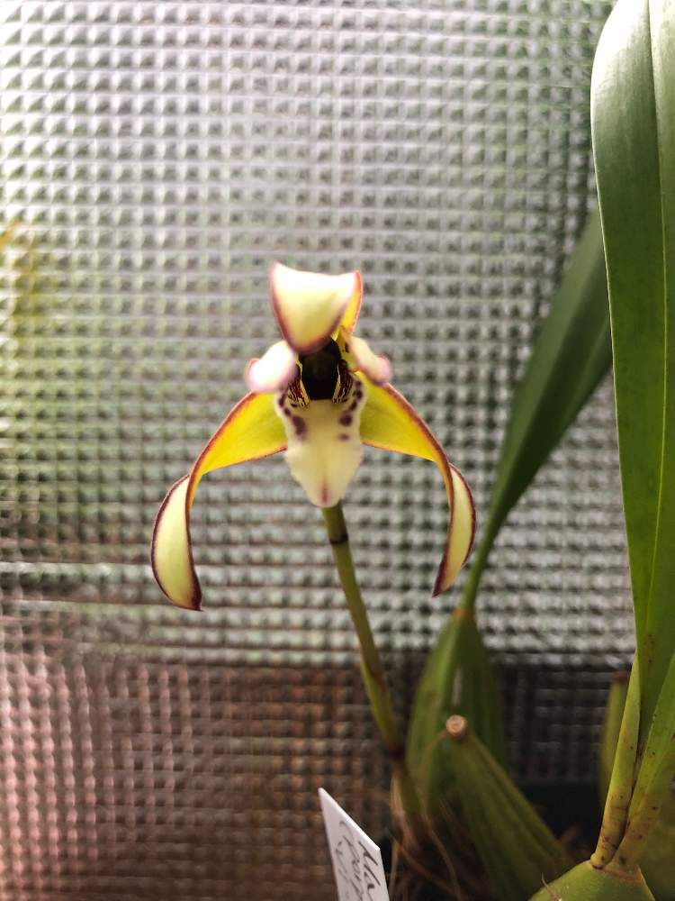 部屋の画像 by myaonさん | 部屋とMaxillaria “Vi Fragrance Smile”と開花中と洋蘭と洋ラン栽培とorchidといいかおり(╹◡╹)と植中毒とコロナに負けないとマキシラリア属と蘭が好きと洋ラン栽培奮闘記とランのある暮らしと洋ランの花とペレポスト フォレスト ドリーム