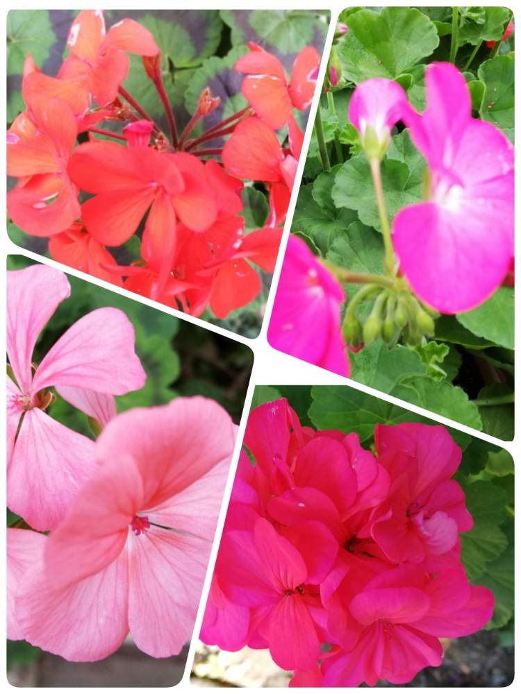 広い庭の画像 by エミコさん | 広い庭と癒やされるとカキイロとスマホ撮影とピンクの花と綺麗と❤️いいね、ありがとうときれいな色と赤い花とりょうさんのお庭と花のある暮らしとお花と楽しみ〜と緑のある生活とお花好きと花は癒やし♡と癒しのひと時と素敵