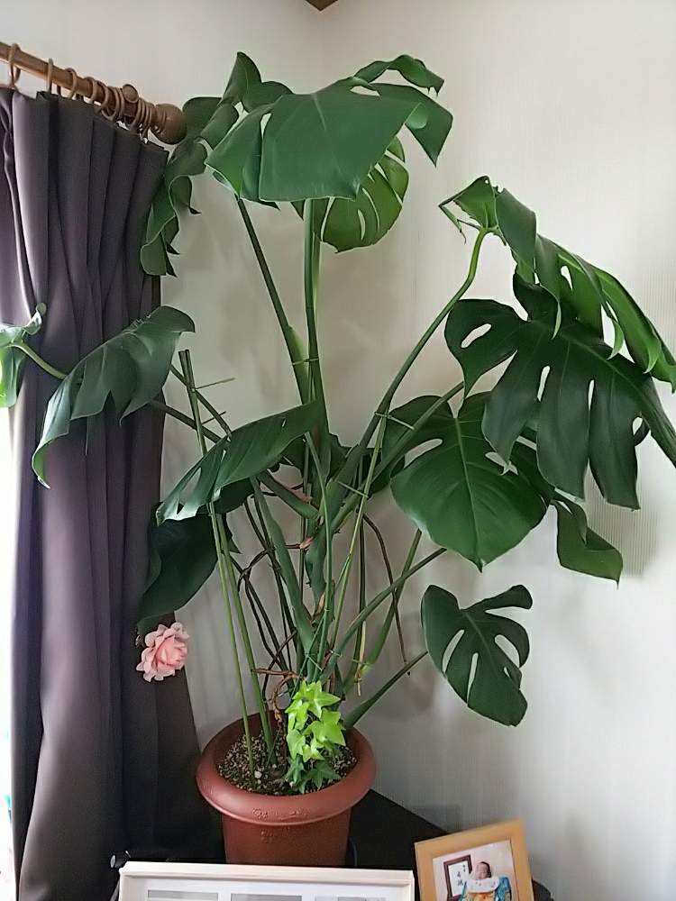 部屋の画像 by ぷにさん | 部屋とモンステラと多肉植物と多肉中毒初心者とわが家の観葉植物❢と初心者とノンフィルターと東京と多肉女子とタニラーと可愛いと多肉初心者