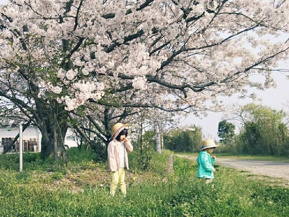 お出かけ先の画像 by のりたまさん | お出かけ先と2020桜フォトコン
