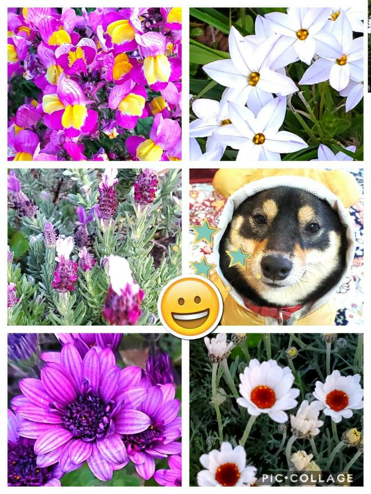 お出かけ先の画像 by haruhiroさん | お出かけ先と元気いっぱいと皆さんの優しさに感謝.•*¨*•.¸¸♬とお散歩風景とグリーンのある暮らしとお散歩先のお花たちとありがとう❤️としあわせ時間❤️と強く優しく。と癒し空間と愛犬ミニー❤️と平和を願う☆と花のある暮らしと陽を浴びてと(*ˊ˘ˋ*)。♪:*°キラキラ