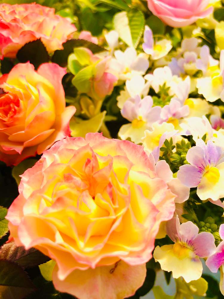 お出かけ先の画像 by Rujuさん | お出かけ先とばら バラ 薔薇と癒しとバラ大好きと植中毒とネメシア☆としあわせ♡とかわいいな♡とiPhone撮影