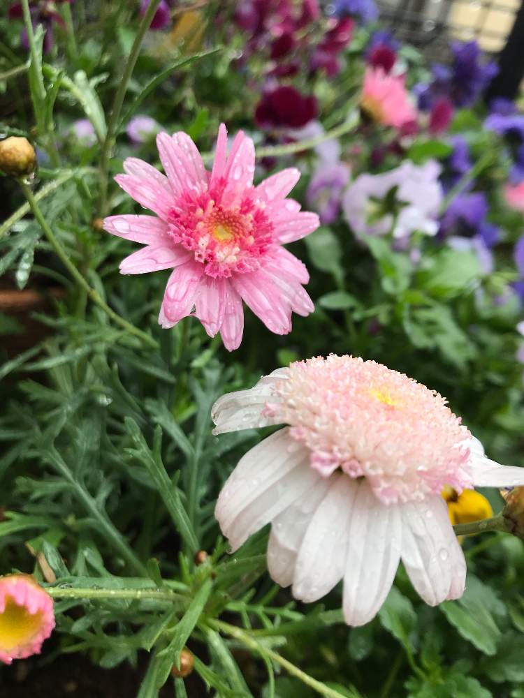 小さな庭の画像 by てるてる坊主さん | 小さな庭とマーガレットと春のお花とピンクの花とピンクのマーガレット♪と花のある暮らしとかわいいとたんぽぽ咲きマーガレット ぽぽたん