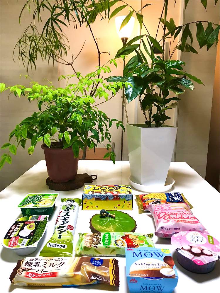 部屋の画像 by TIさん | 部屋とコーヒーの木とシロナンテン(白南天)とボトルツリーとGREENといっしょに食べたいスイーツオススメお菓子屋さんと新生活を彩る観葉植物フォトコン
